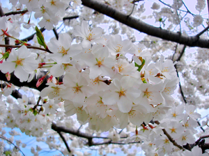 Hoa anh đào – biểu tượng của đất nước Nhật Bản